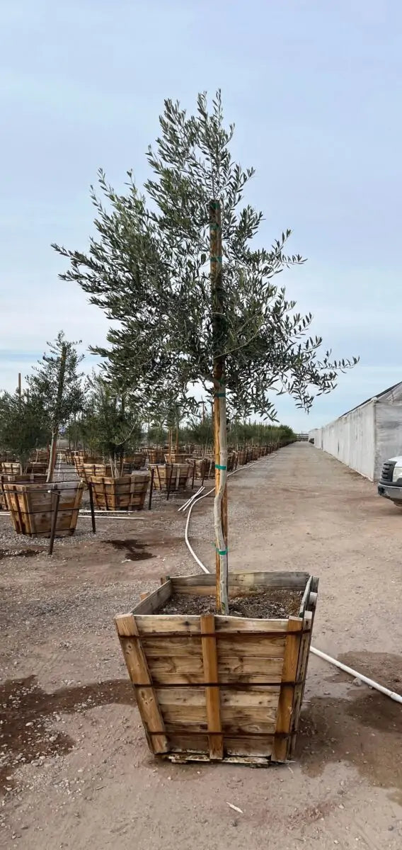 Fruitless Olive Tree