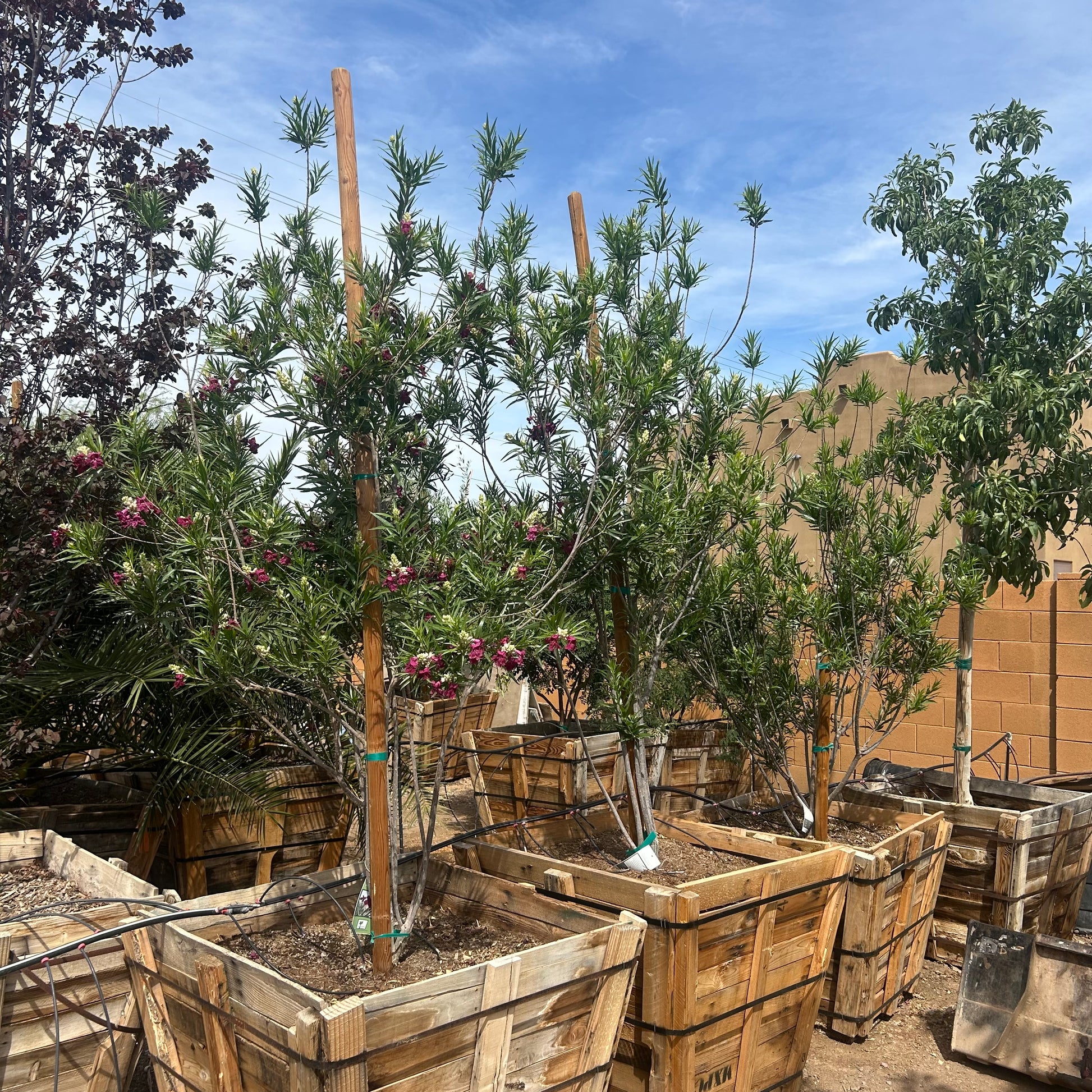 36" box Bubbalicious Desert Willow (Chilopsis linearis 'Bubbalicious') in nursery pot — Phoenix, AZ