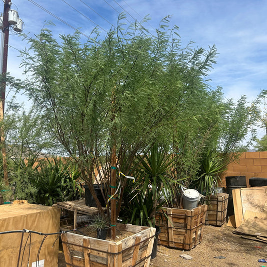 36" box Fuente Chilean Mesquite (Prosopis chilensis 'Fuente') in nursery pot — Phoenix, AZ