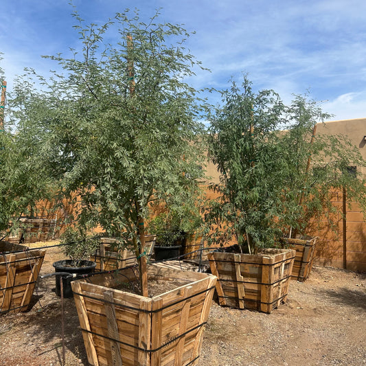 36" box Native Mesquite (Prosopis velutina) in nursery pot — Phoenix, AZ