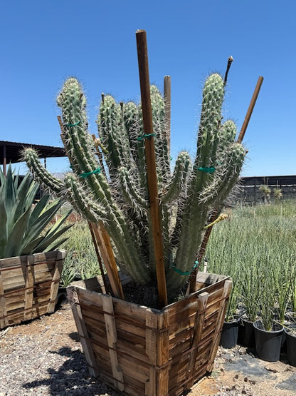 Toothpick Cactus
