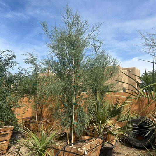 36" box Blue Palo Verde (Parkinsonia florida) in nursery pot — Phoenix, AZ