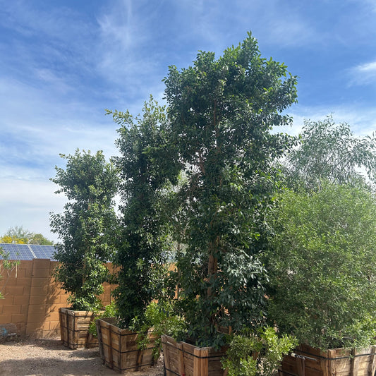 36" box Ficus Column (Ficus microcarpa) in nursery pot — Phoenix, AZ
