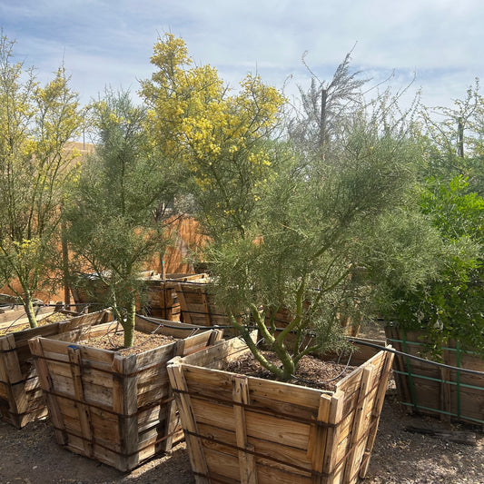 36" box Foothills Palo Verde (Parkinsonia microphylla) in nursery pot — Phoenix, AZ
