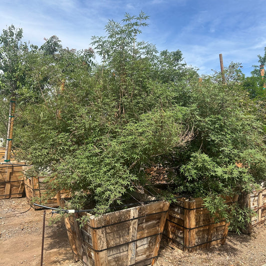 36" box Vitex (Vitex agnus-castus) in nursery pot — Phoenix, AZ