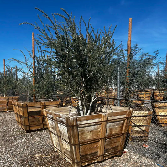 48 inch box Desert Ironwood (Olneya tesota) in wooden nursery box — Phoenix, AZ