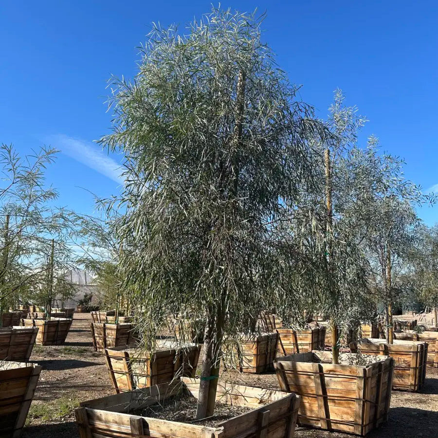 48 inch box Willow Acacia (Acacia salicina) in wooden nursery boxes — Phoenix, AZ