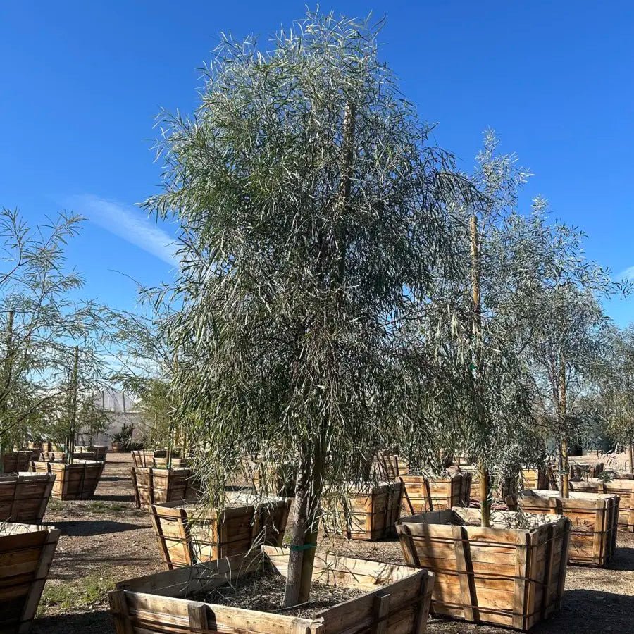 48 inch box Willow Acacia (Acacia salicina) in wooden nursery boxes — Phoenix, AZ