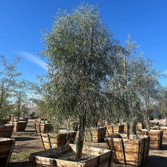 48 inch box Willow Acacia (Acacia salicina) in wooden nursery boxes — Phoenix, AZ