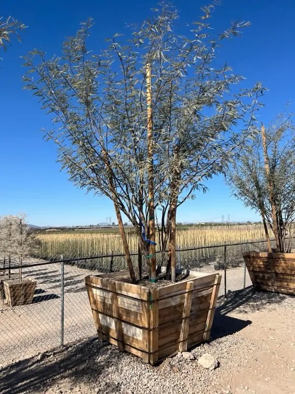48in Chilean Fuente Mesquite (Prosopis chilensis) large box tree in wooden crate at nursery — Phoenix, AZ