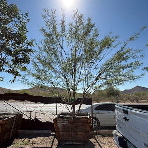 Chilean Mesquite