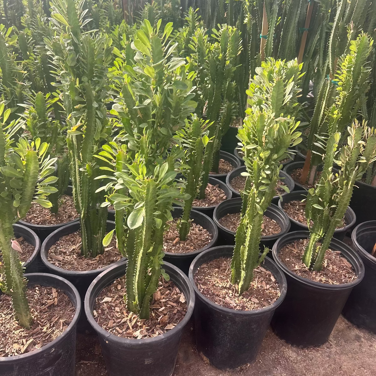 Euphorbia trigona-Green