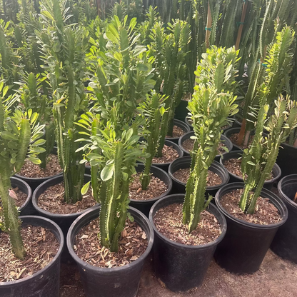 Euphorbia trigona-Green