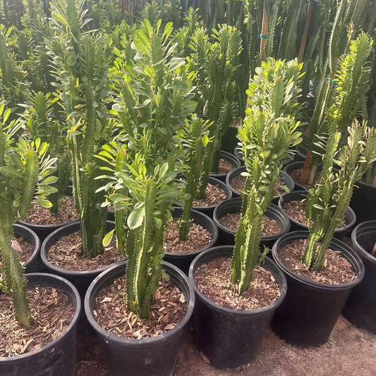 Euphorbia trigona-Green