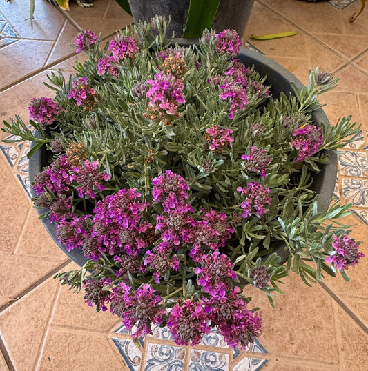 Mediterranean Carpet