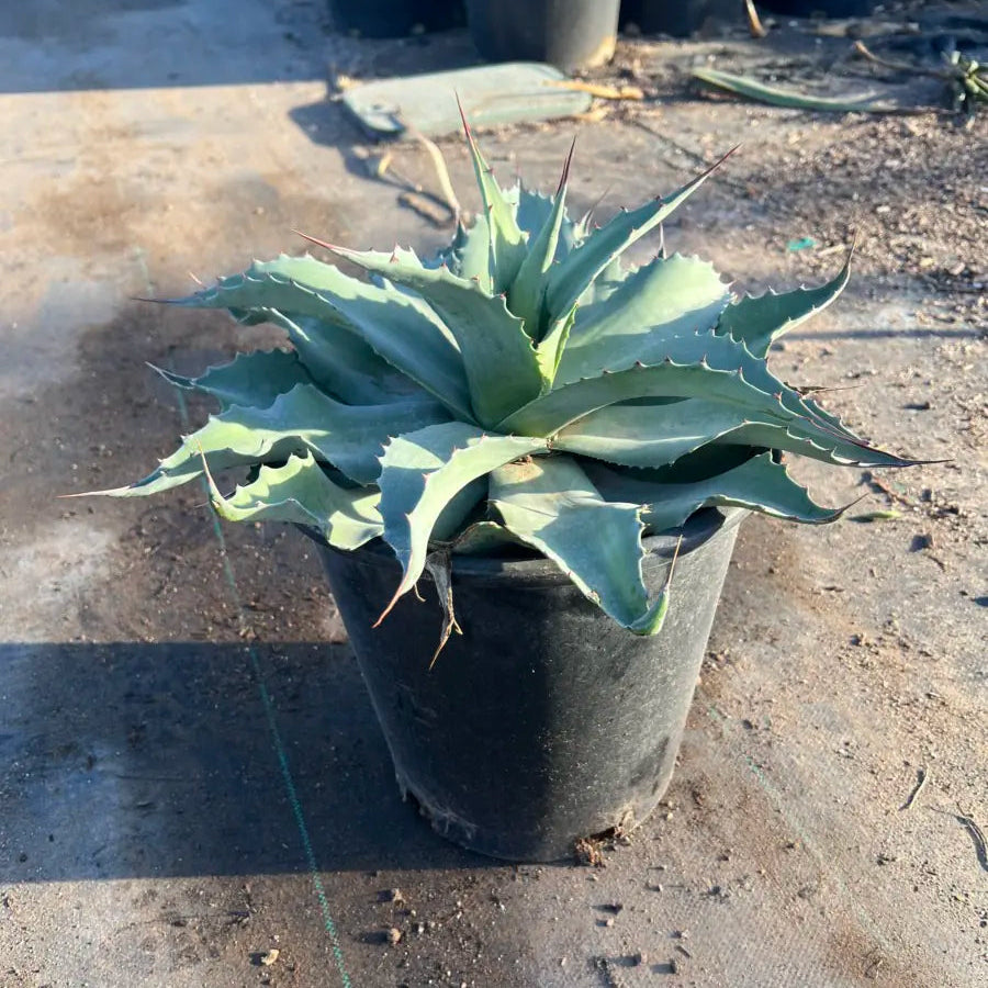5 gallon Whale's Tongue Agave (Agave ovatifolia) in nursery pot — Phoenix, AZ