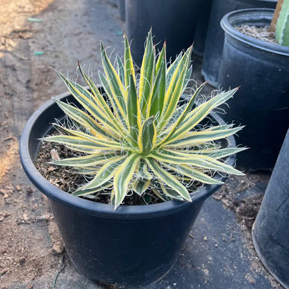 5 gallon Variegated Durango Delight Agave (Agave schidigera) with yellow margins in nursery pot — Phoenix, AZ