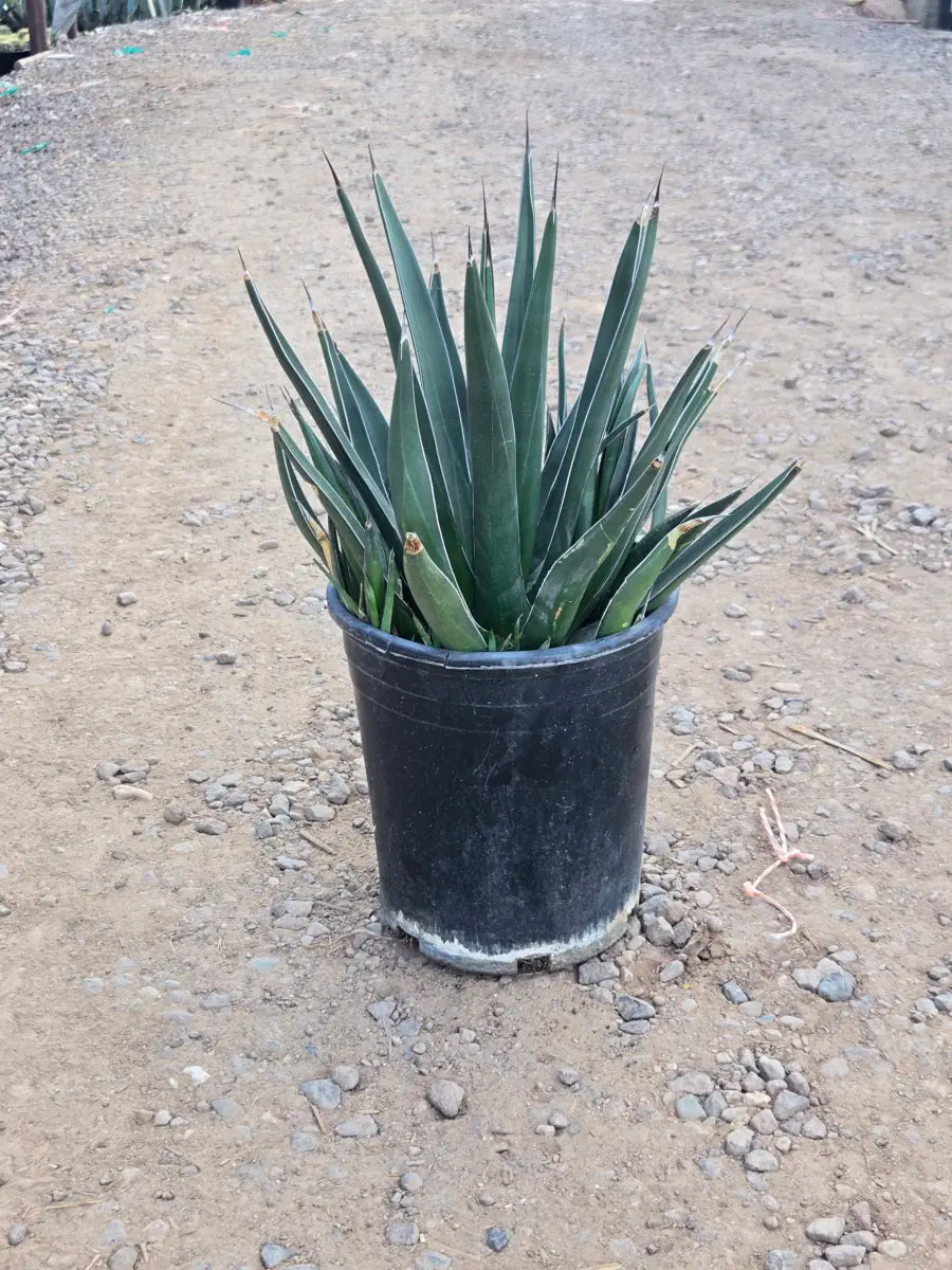 5 gallon Shark Tooth Agave (Agave x nickelsiae) in nursery pot on gravel — Phoenix, AZ