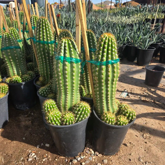 5 gallon Argentine Giant Cactus (Echinopsis candicans) staked specimens in nursery pots — Phoenix, AZ