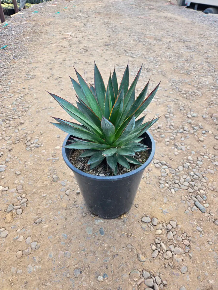 5 gallon Blue Glow Agave (Agave 'Blue Glow') in nursery pot on gravel at Three Timbers — Phoenix, AZ