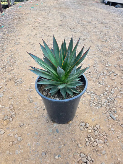 5 gallon Blue Glow Agave (Agave 'Blue Glow') in nursery pot on gravel at Three Timbers — Phoenix, AZ