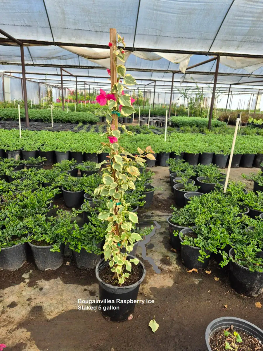 5 Gallon Bougainvillea Raspberry Ice Staked with variegated leaves and pink bracts in nursery — Phoenix, AZ