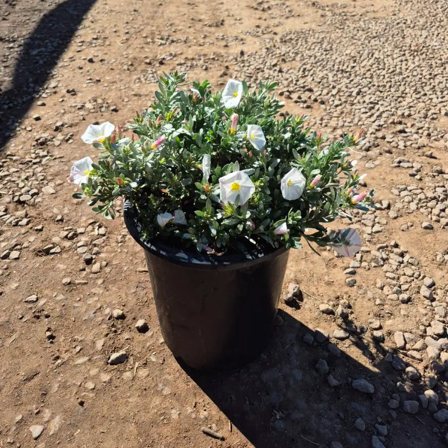 5 gallon Bush Morning Glory (Convolvulus cneorum) premium plant in nursery pot — Phoenix, AZ