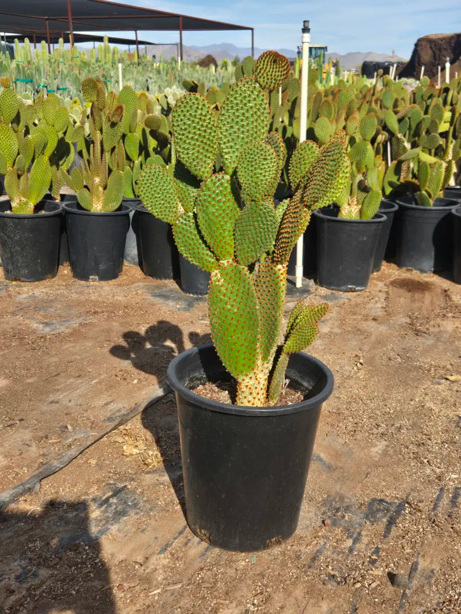 5 gallon Cinnamon Dot Prickly Pear (Opuntia microdasys) bunny ear cactus in nursery — Phoenix, AZ