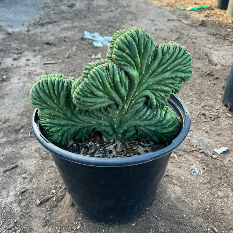 5 gallon Crested San Pedro (Echinopsis pachanoi cristata) fan-shaped crest in nursery pot — Phoenix, AZ