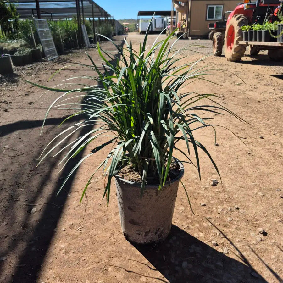 5 gallon Lily Turf (Liriope muscari) in nursery pot — Phoenix, AZ