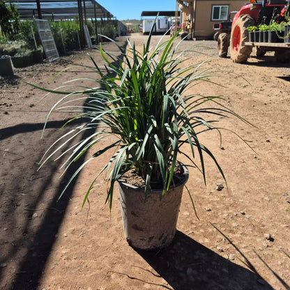 5 gallon Lily Turf (Liriope muscari) in nursery pot — Phoenix, AZ