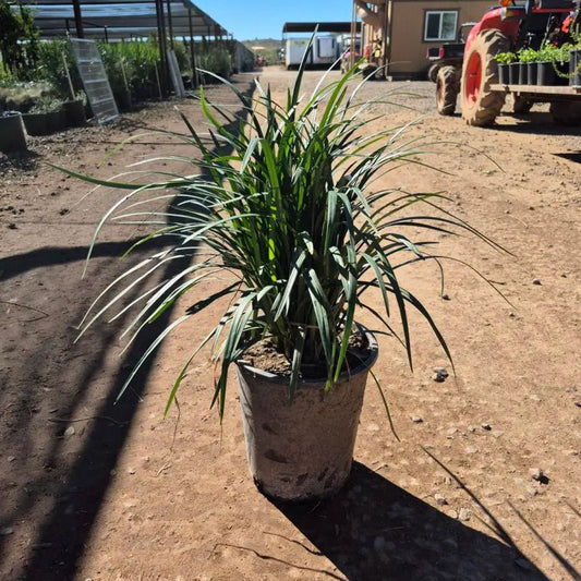 5 gallon Lily Turf (Liriope muscari) in nursery pot — Phoenix, AZ