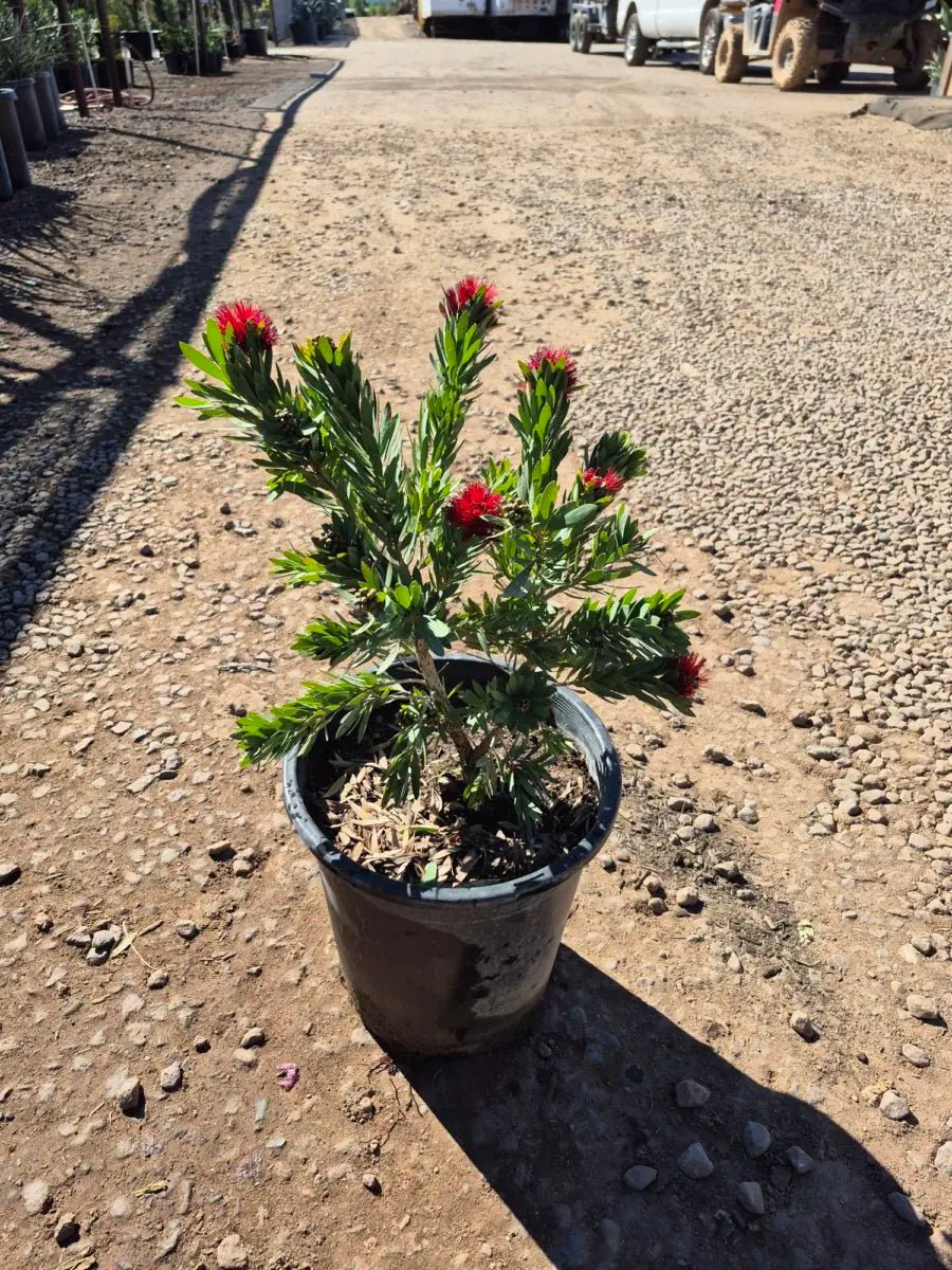 5 gallon Little John Bottle Brush (Callistemon citrinus) evergreen shrub in nursery — Phoenix, AZ