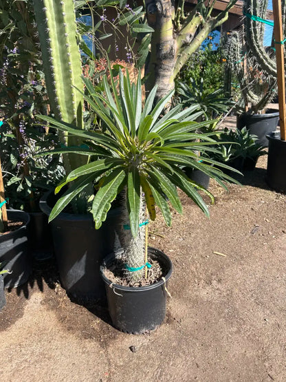 5 gallon Madagascar Palm (Pachypodium geayi) full plant with spiny trunk and green leaf crown in nursery pot on gravel — Phoenix, AZ