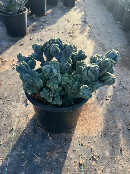 5 gallon Ming Thing cactus (Cereus forbesii monstrosus) compact monstrose specimen at nursery — Phoenix, AZ