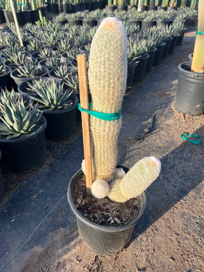 5 gallon Peruvian Old Woman cactus (Espostoa melanostele) branching specimen with white wool at nursery — Phoenix, AZ