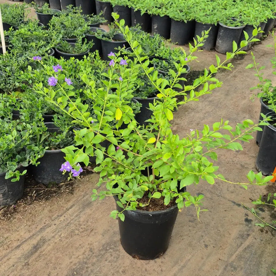 5 gallon Purple Sky Flower (Duranta erecta) mature shrub form in nursery pot — Phoenix, AZ