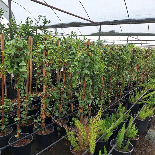5 gallon Queen's Wreath (Antigonon leptopus) vines on stakes in nursery greenhouse — Phoenix, AZ