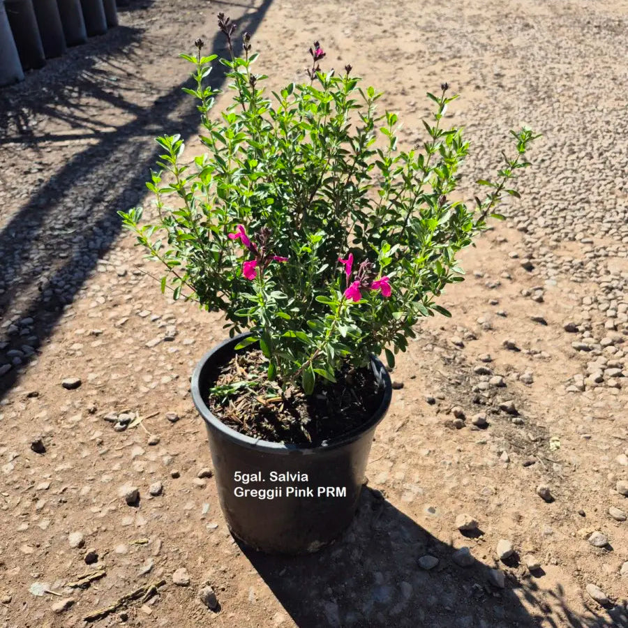 5 gallon Autumn Sage Hot Pink (Salvia greggii) in black nursery pot on gravel — Phoenix, AZ