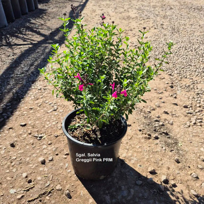 5 gallon Autumn Sage Hot Pink (Salvia greggii) in black nursery pot on gravel — Phoenix, AZ