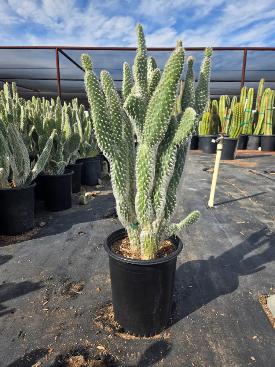 5 gallon Snow Prickly Pear (Opuntia erinacea) white-spined cactus in nursery pot at greenhouse — Phoenix, AZ