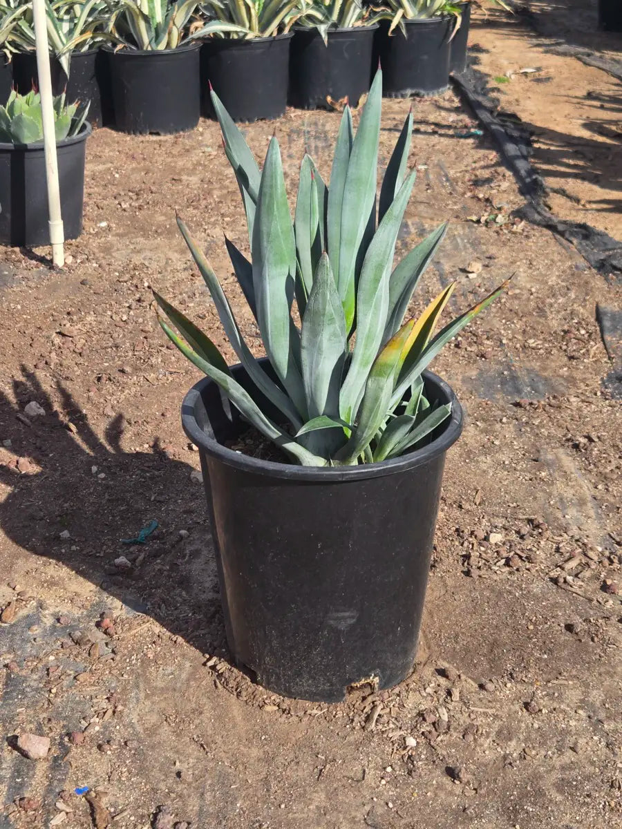 5 gallon Toothless Murphey's Agave (Agave murpheyi) in nursery pot at Three Timbers — Phoenix, AZ