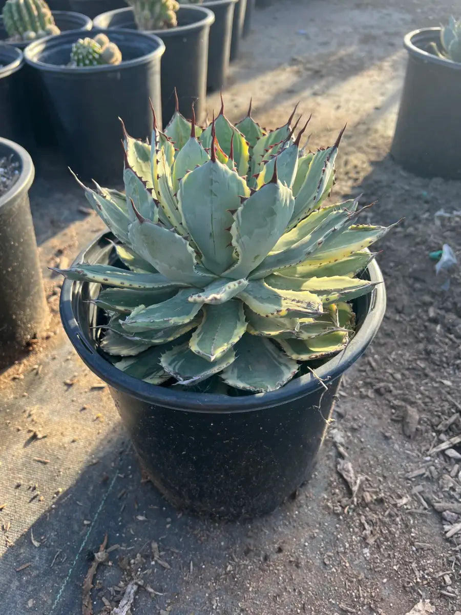 5 gallon Variegated Dwarf Butterfly Agave (Agave potatorum) compact rosette in nursery pot — Phoenix, AZ