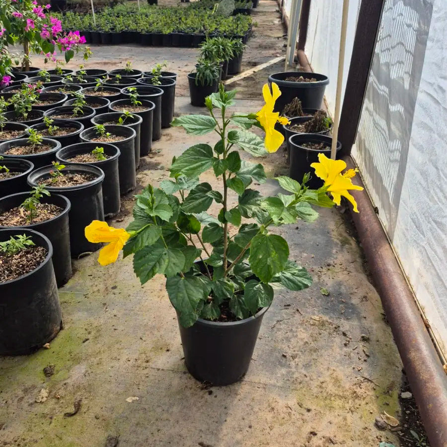 Hibiscus Yellow