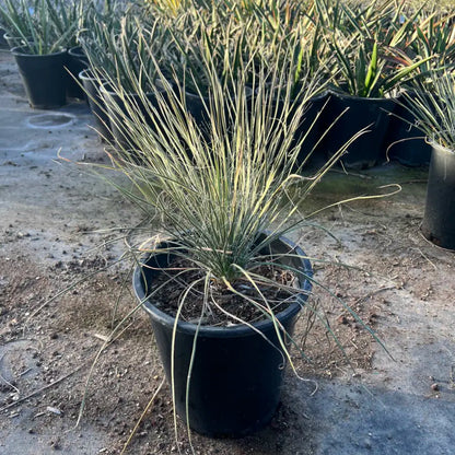 5 gallon Soaptree Yucca (Yucca elata) with grass-like blue-green leaves in nursery pot — Phoenix, AZ