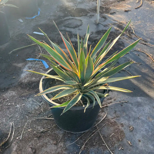 5 gallon Variegated Soft Leaf Yucca (Yucca recurvifolia) in nursery pot on concrete — Phoenix, AZ