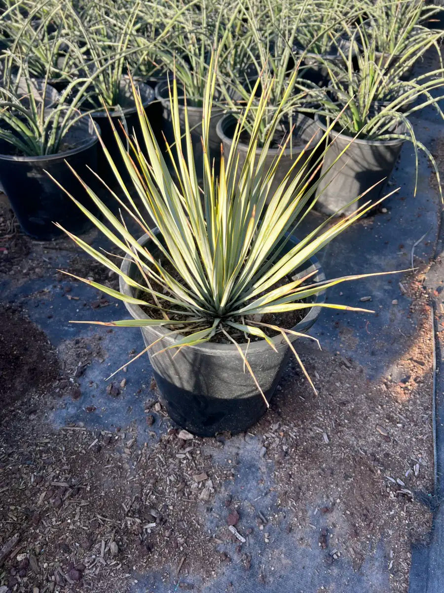 5 gallon Beaked Yucca (Yucca rostrata) young plant in nursery pot — Phoenix, AZ