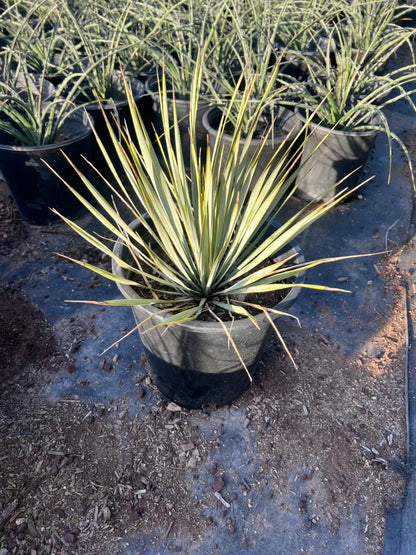 5 gallon Beaked Yucca (Yucca rostrata) young plant in nursery pot — Phoenix, AZ
