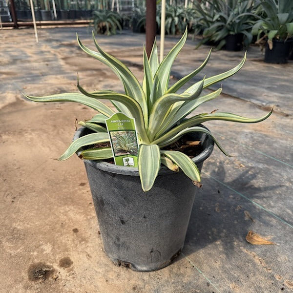 Margarita Agave CCF