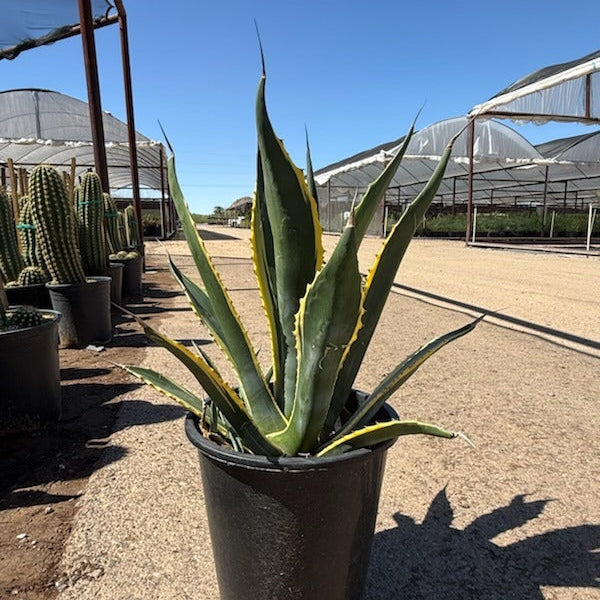 Agave 'Butterfingers'